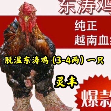 脱温越南东涛鸡苗3-5两左右发货，5只起发包邮