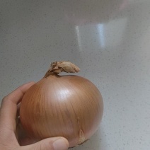 黄皮洋葱