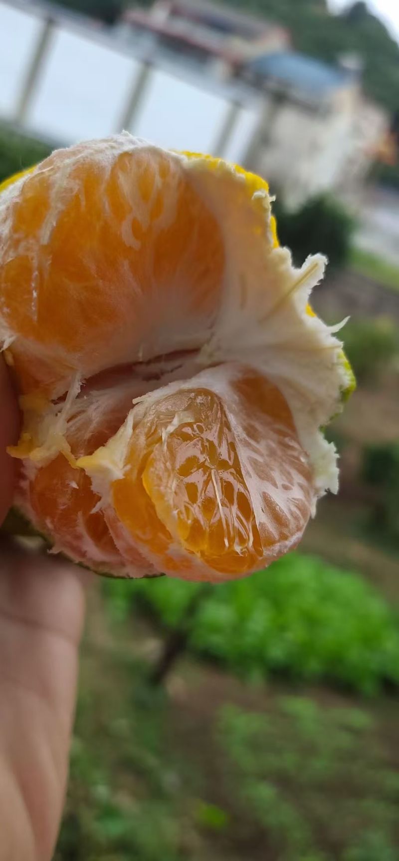 湖南石门蜜橘产地直供发货