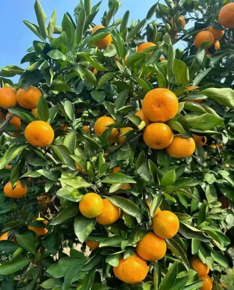 湖南石门蜜橘产地直供发货