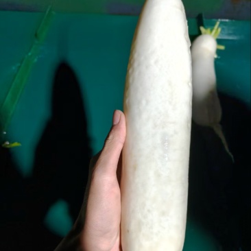 精品白萝卜
