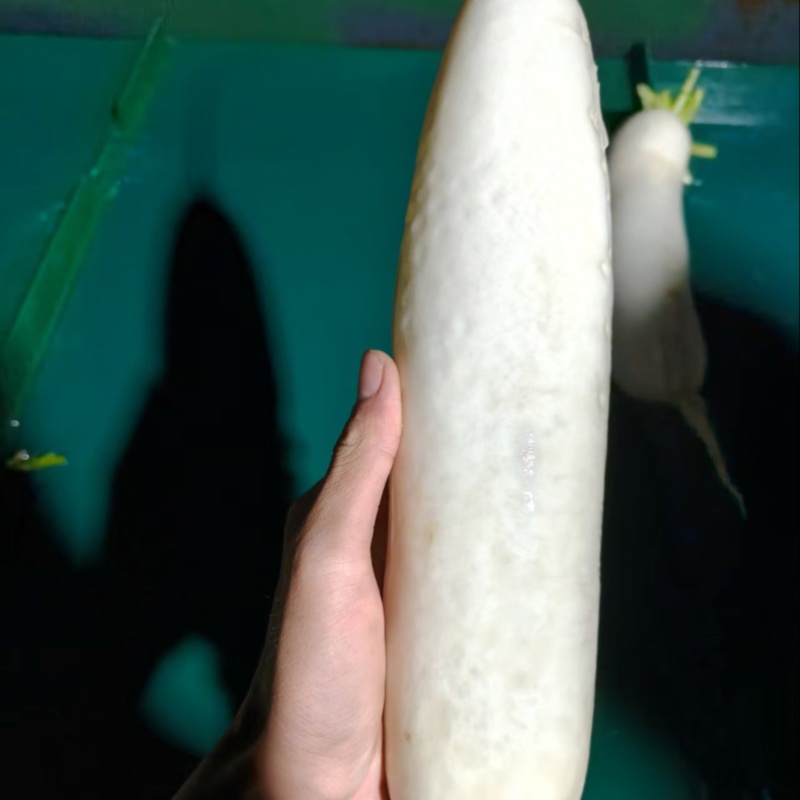 精品白萝卜