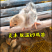 脱温大型k9鸡苗，4两左右发货，发快递，可一件代发