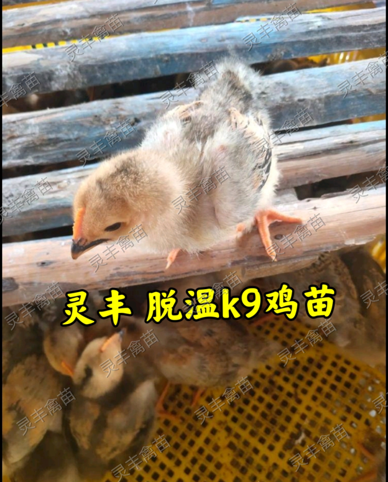 脱温大型k9鸡苗，4两左右发货，发快递，可一件代发