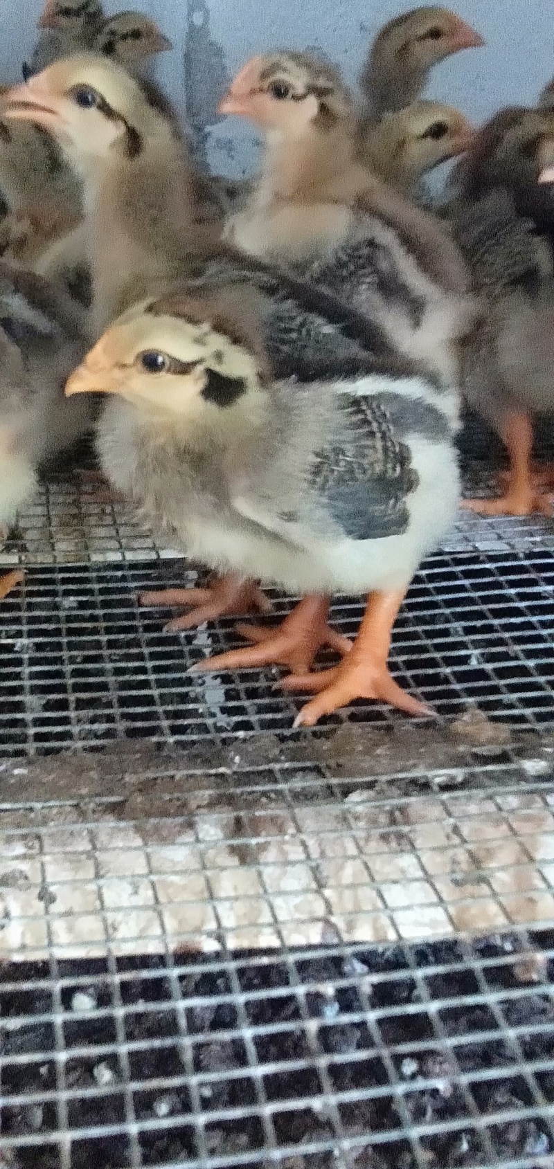 脱温大型k9鸡苗，4两左右发货，发快递，可一件代发