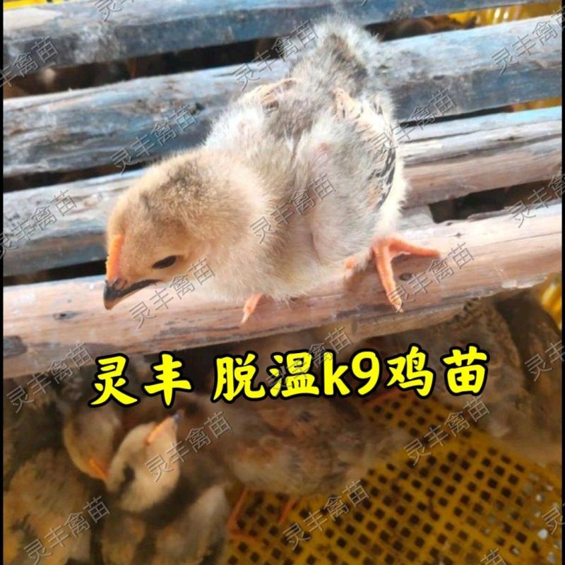 脱温大型k9鸡苗，4两左右发货，发快递，可一件代发