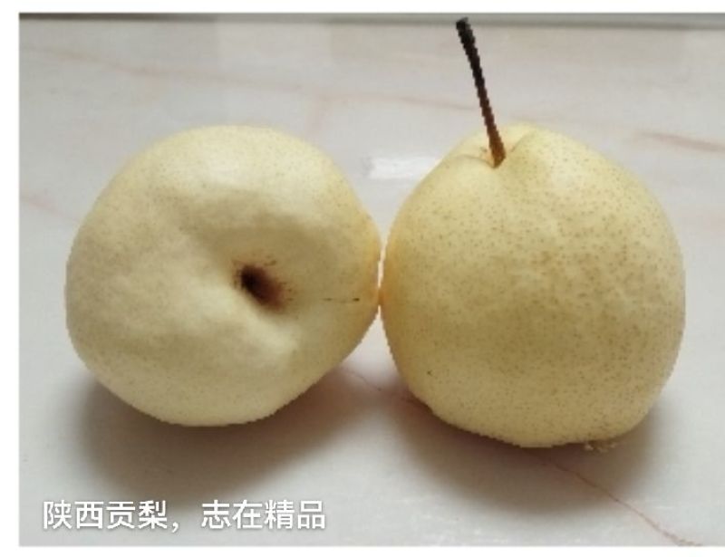 套袋酥梨