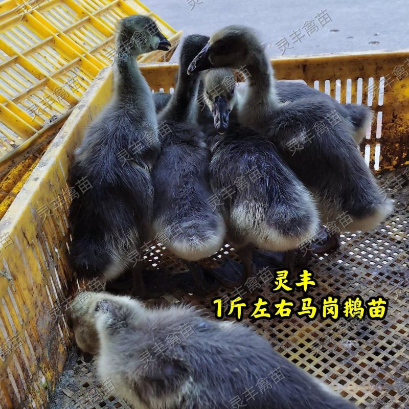 脱温马岗鹅1斤，半斤发货，可批发可零售，可一件代发