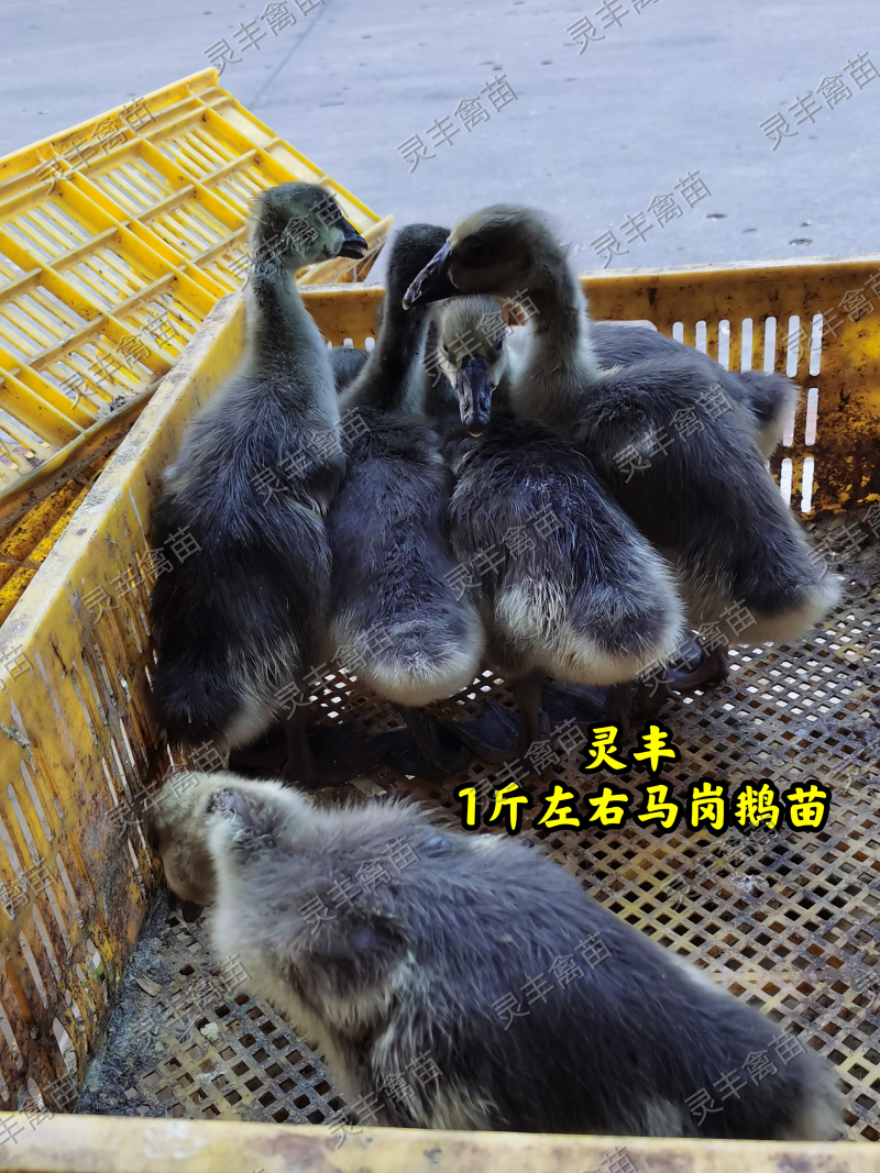脱温马岗鹅1斤，半斤发货，可批发可零售，可一件代发