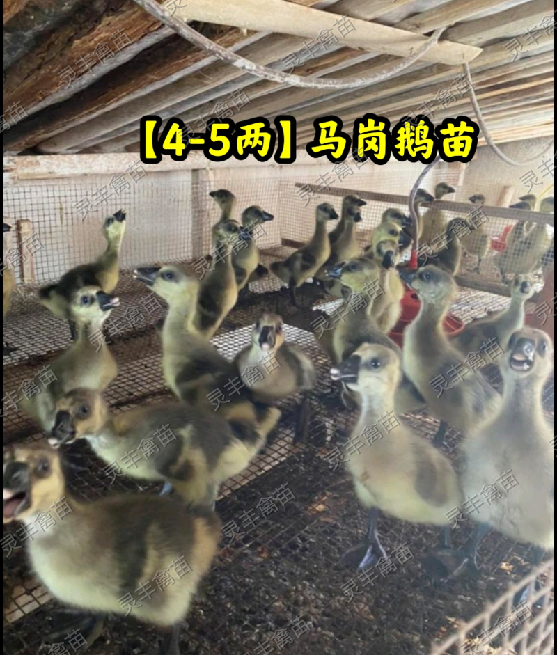 脱温马岗鹅1斤，半斤发货，可批发可零售，可一件代发
