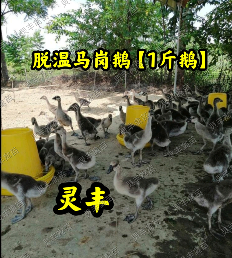 脱温马岗鹅1斤，半斤发货，可批发可零售，可一件代发