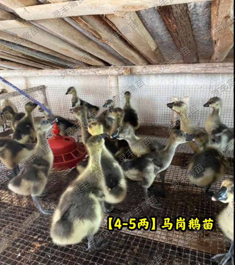 脱温马岗鹅1斤，半斤发货，可批发可零售，可一件代发