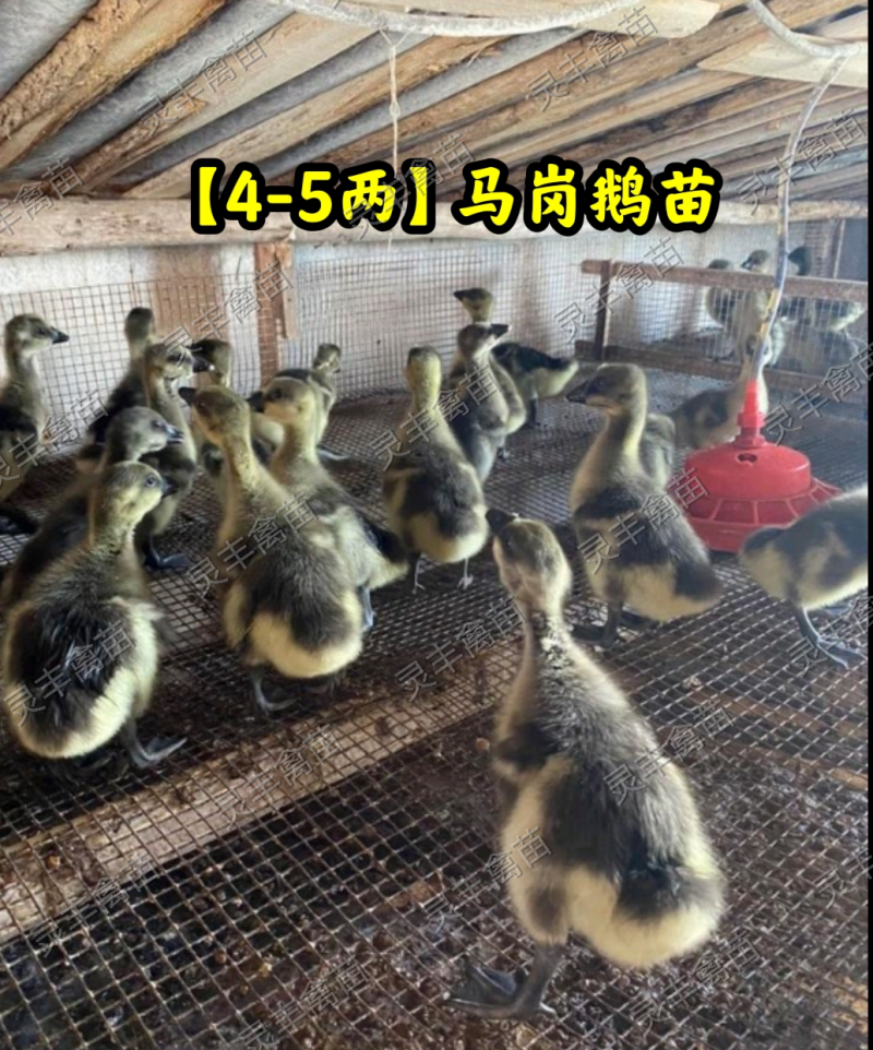 脱温马岗鹅1斤，半斤发货，可批发可零售，可一件代发