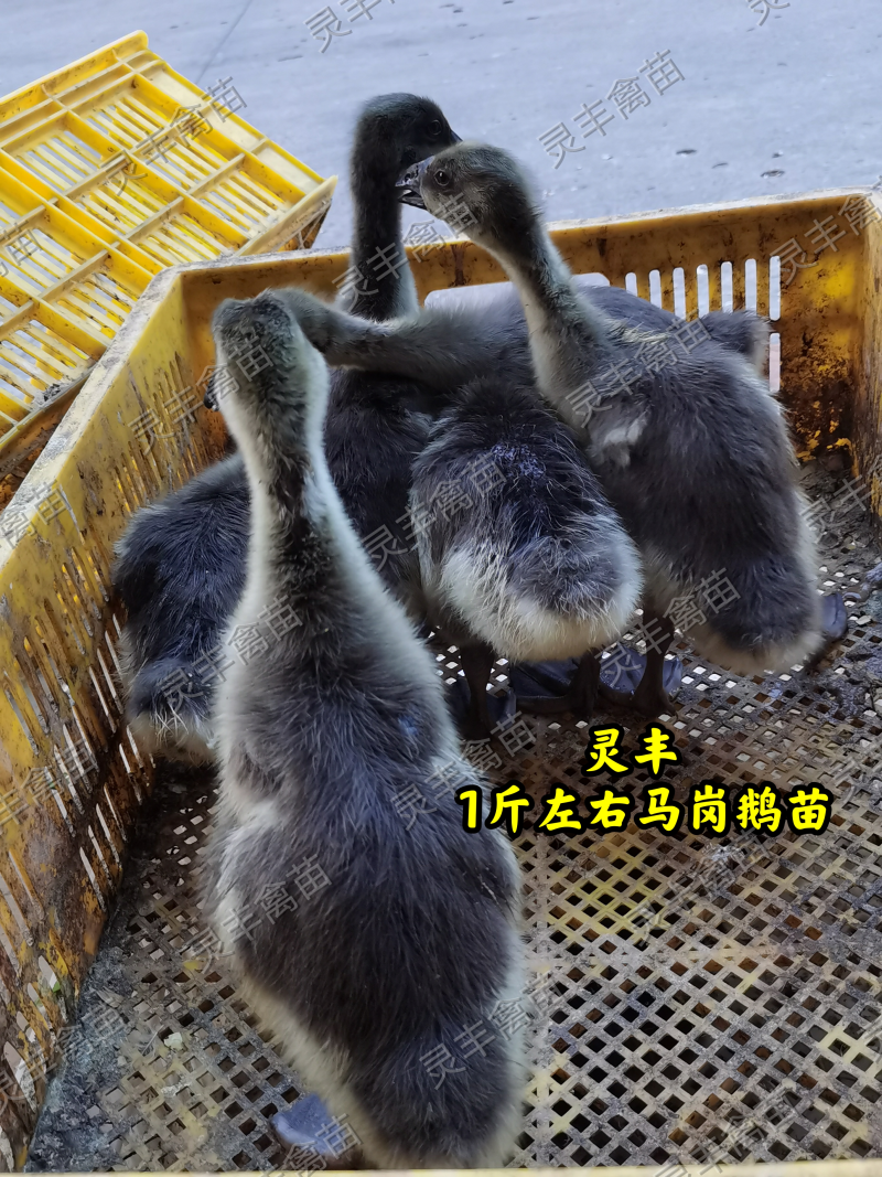 脱温马岗鹅1斤，半斤发货，可批发可零售，可一件代发