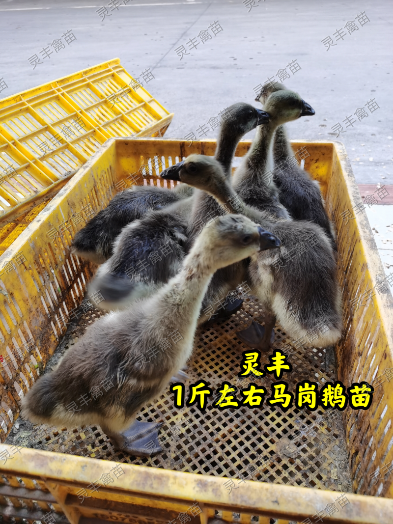 脱温马岗鹅1斤，半斤发货，可批发可零售，可一件代发