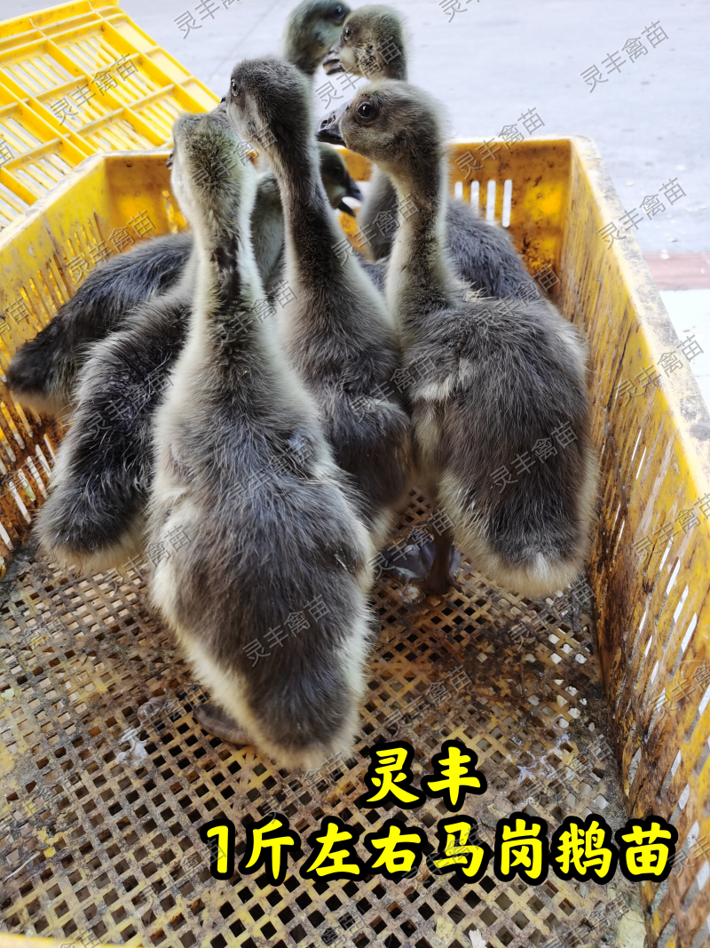 脱温马岗鹅1斤，半斤发货，可批发可零售，可一件代发
