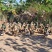 淘汰麻鸭，5.45斤还有2000多按个卖