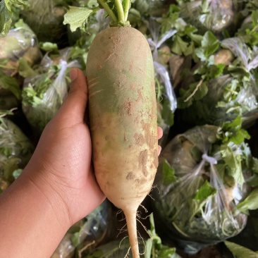 开封精品沙地青萝卜产地直发大吨位供应欢迎联系
