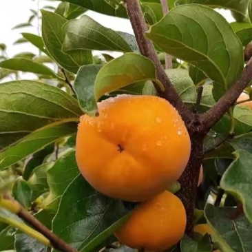 巧克力脆柿阳丰，有4-5万斤