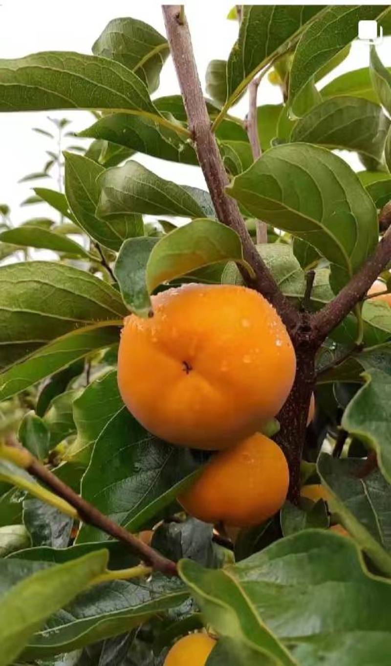 巧克力脆柿阳丰，有4-5万斤