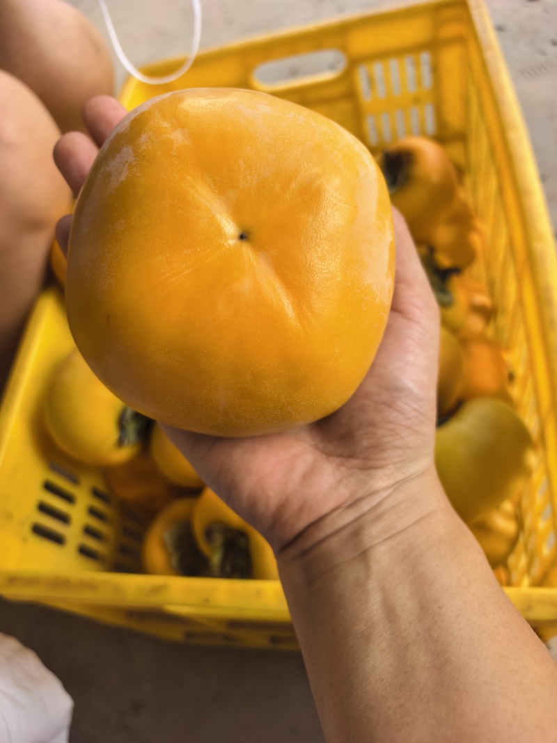 广西恭城脆柿