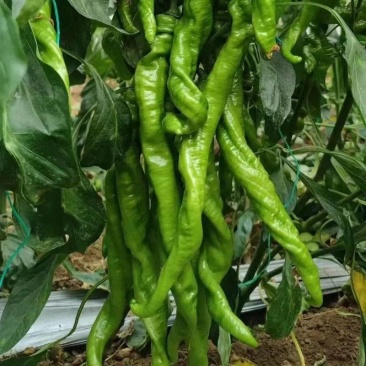 螺丝椒，生姜，大白菜，大葱，大量上市