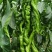 螺丝椒，生姜，大白菜，大葱，大量上市