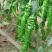 螺丝椒，生姜，大白菜，大葱，大量上市