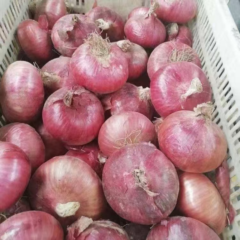云南精品紫皮洋葱大量上市品质保证量大从优一手货源