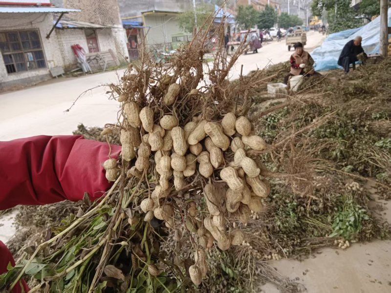 花育花生，鲜果，干果
