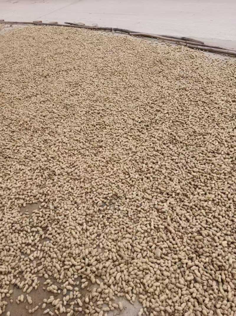 花育花生，鲜果，干果