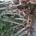 艾草苗成活率高基地大量供货全过程技术指导欢迎您光临