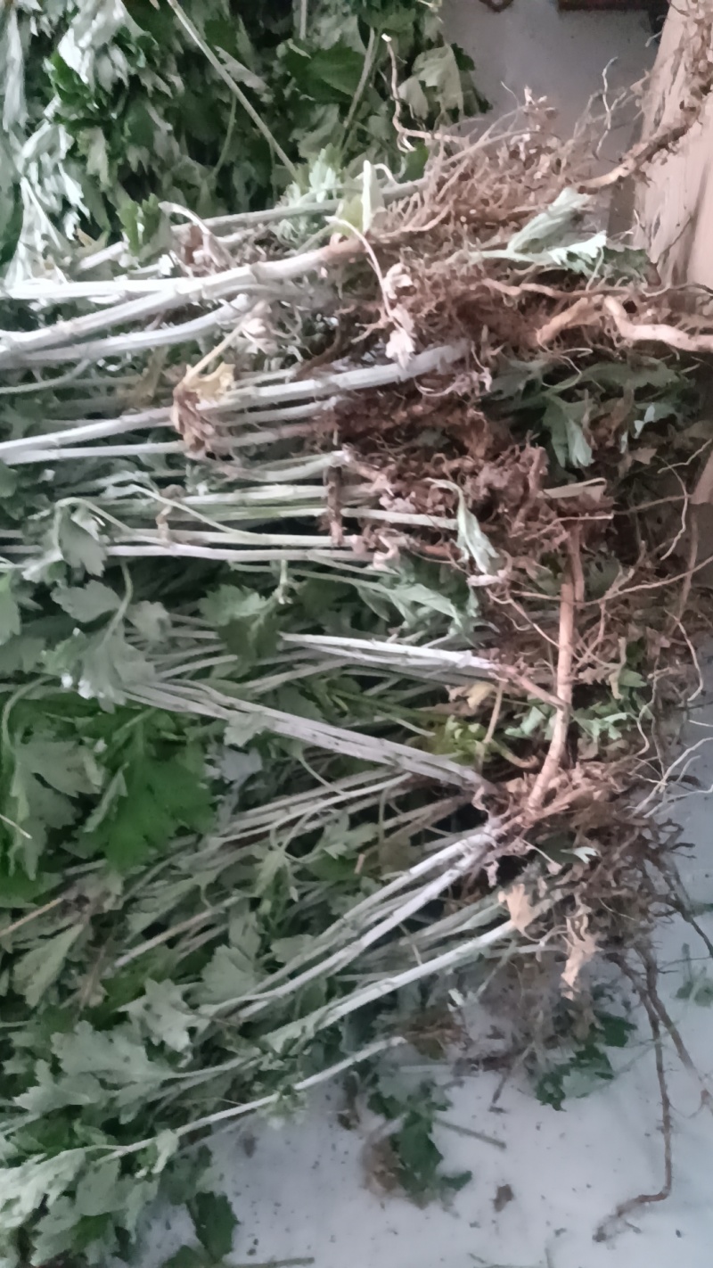 艾草苗成活率高基地大量供货全过程技术指导欢迎您光临