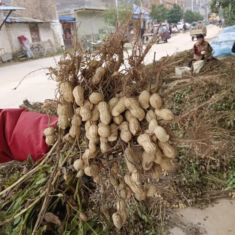 花育花生，鲜果，干果