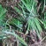 大量供应红心大叶野生石菖蒲种苗，基地直发