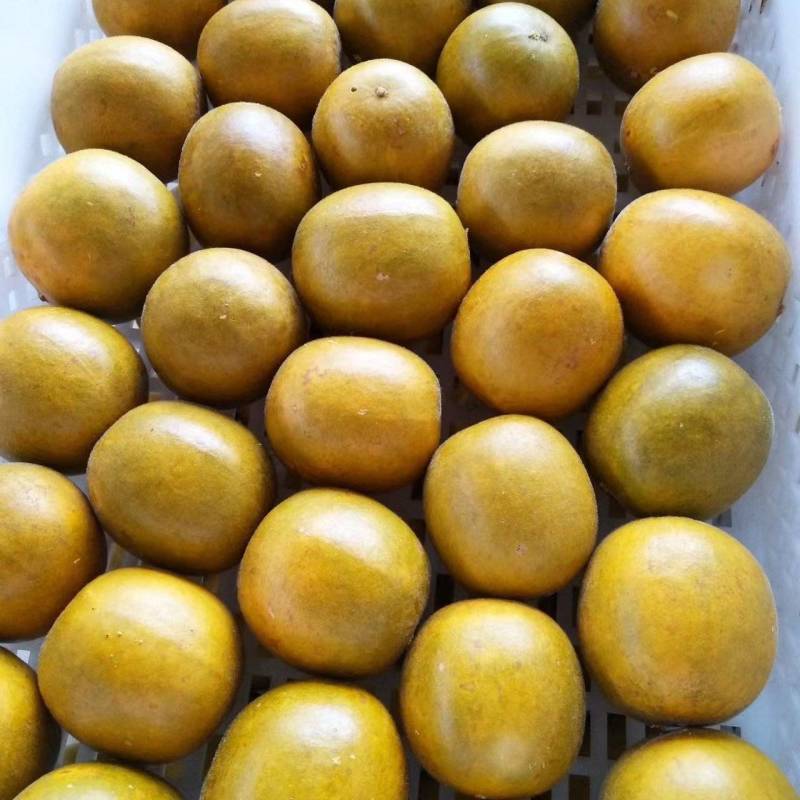 黄金罗汉果干果广西桂林特产罗汉果茶泡水喝货源充足