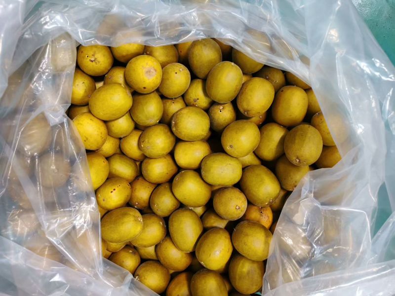 黄金罗汉果干果广西桂林特产罗汉果茶泡水喝货源充足