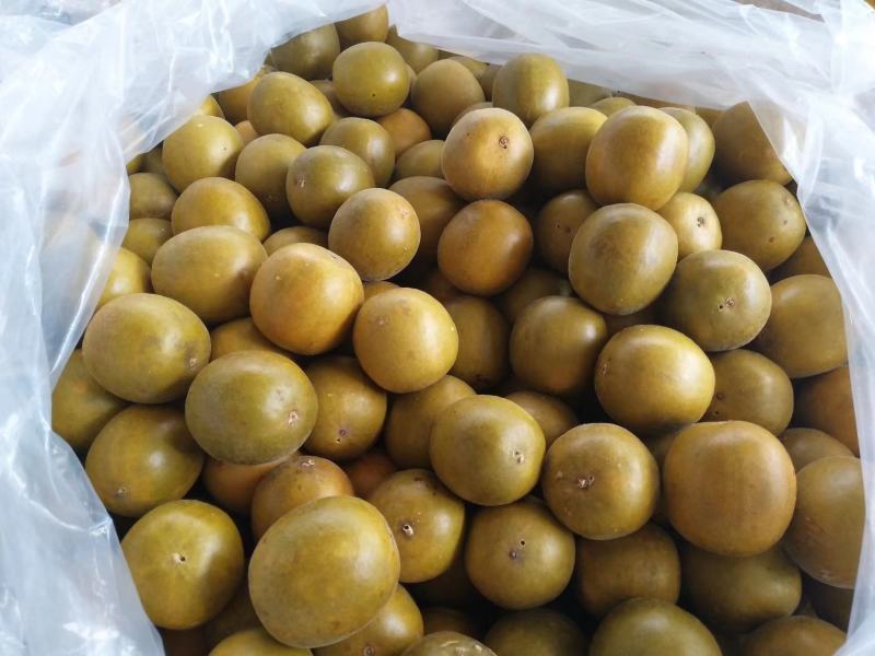 黄金罗汉果干果广西桂林特产罗汉果茶泡水喝货源充足