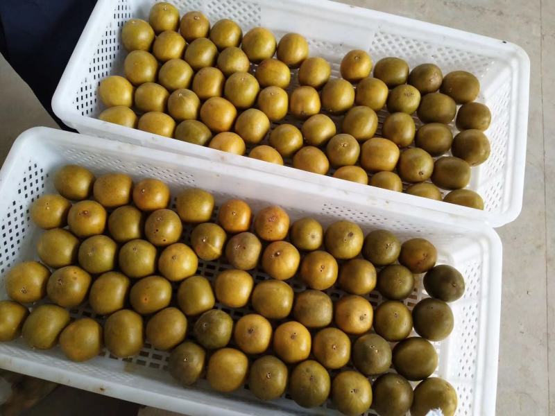 黄金罗汉果干果广西桂林特产罗汉果茶泡水喝货源充足