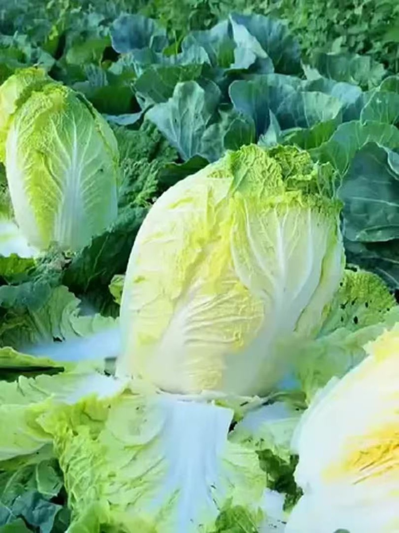 夏阳白菜产地供货一手货源供市场超市发全国各地！