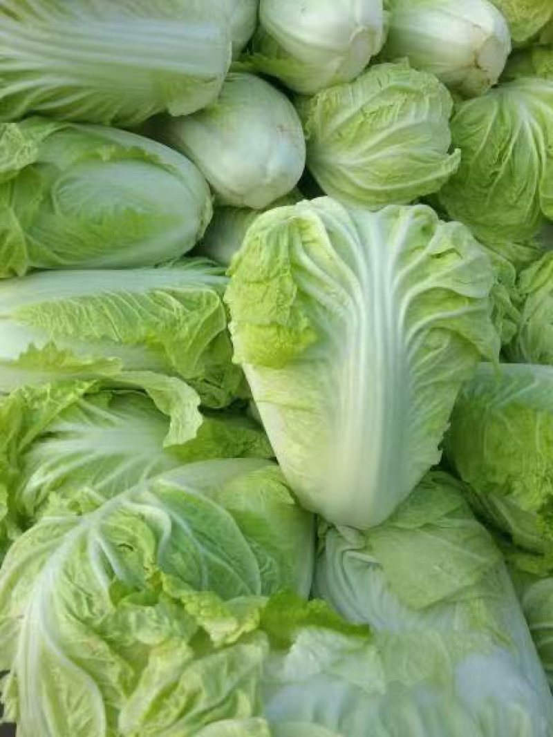 夏阳白菜产地供货一手货源供市场超市发全国各地！