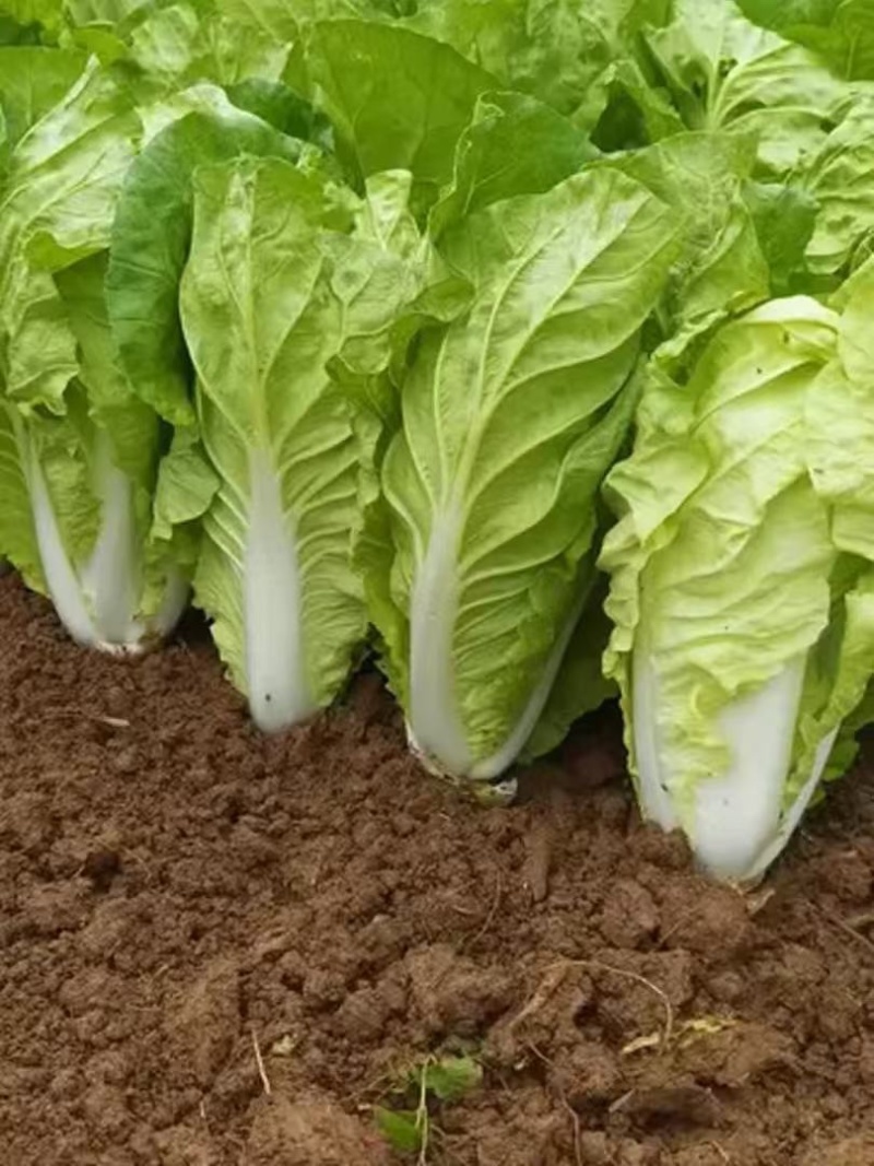 夏阳白菜产地供货一手货源供市场超市发全国各地！