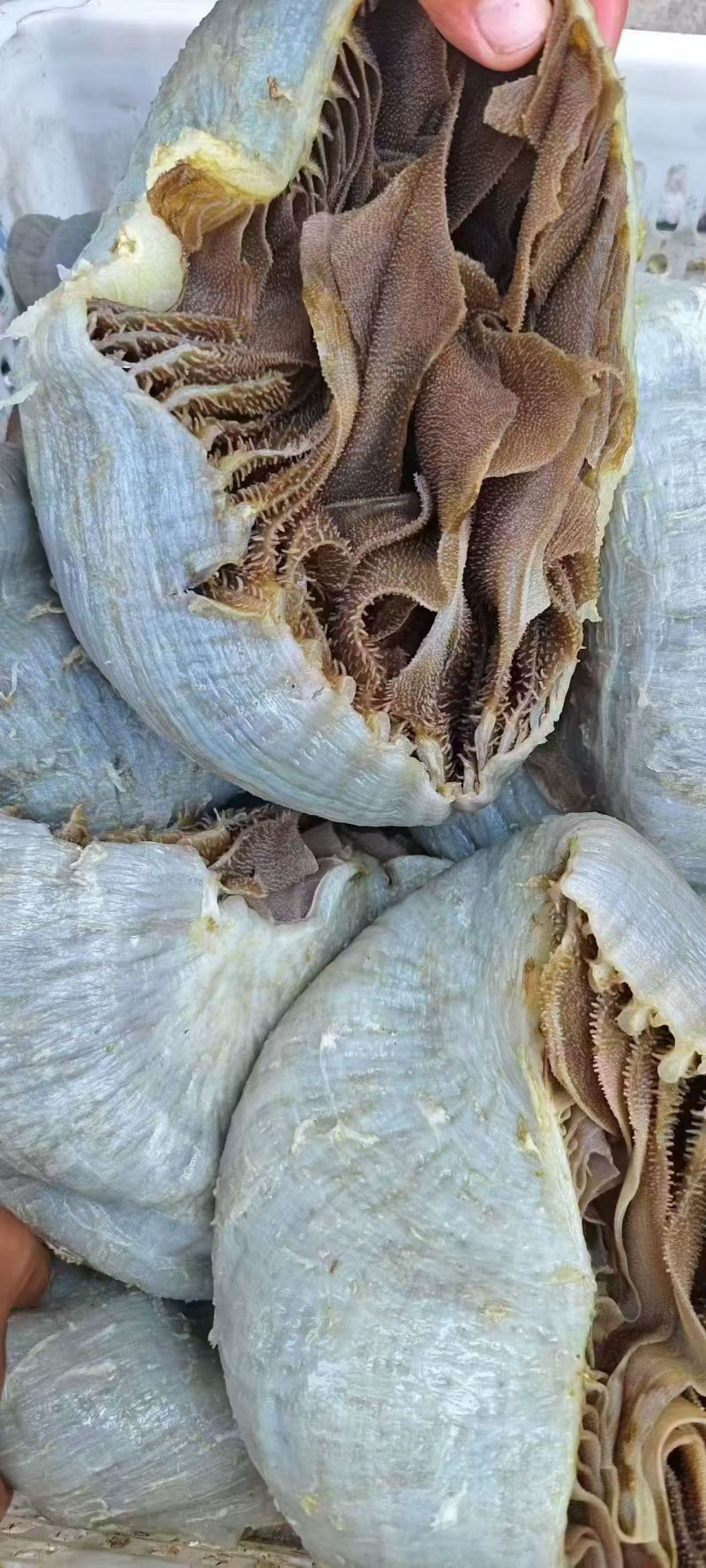 黑个个毛肚