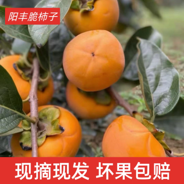 洋丰脆甜柿子