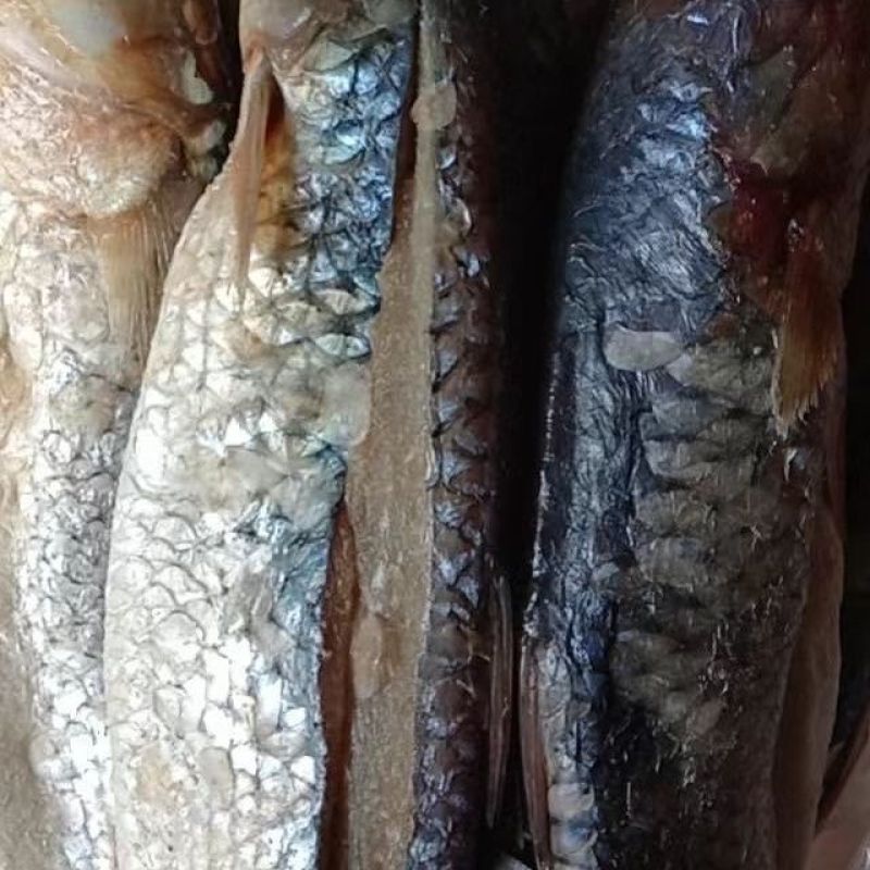 咸鱼梭鱼咸梭鱼咸鱼干腌渍鱼海梭鱼海鱼鱼干非支鱼红眼鱼批发