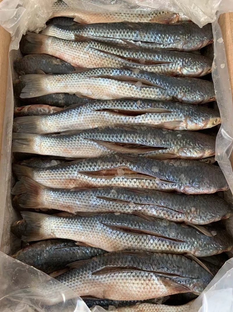 咸鱼梭鱼咸梭鱼咸鱼干腌渍鱼海梭鱼海鱼鱼干非支鱼红眼鱼批发