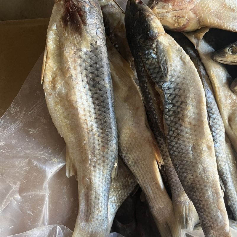 咸鱼梭鱼咸梭鱼咸鱼干腌渍鱼海梭鱼海鱼鱼干非支鱼红眼鱼批发