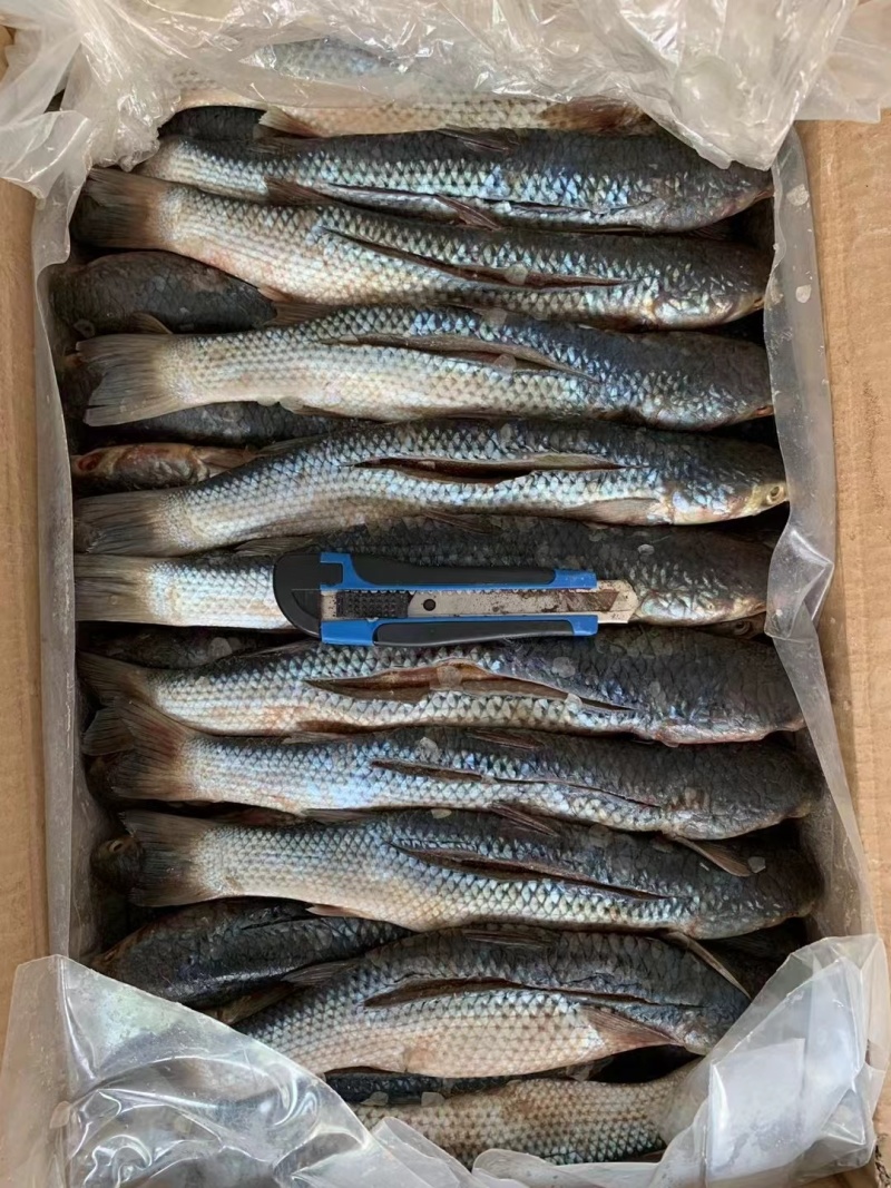 咸鱼梭鱼咸梭鱼咸鱼干腌渍鱼海梭鱼海鱼鱼干非支鱼红眼鱼批发