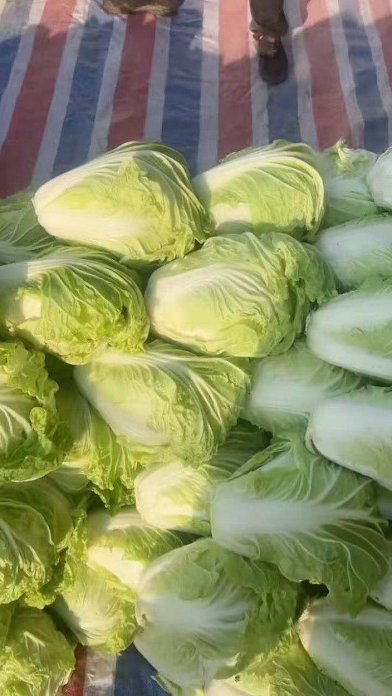 夏阳白菜产地供货一手货源供市场超市发全国各地！