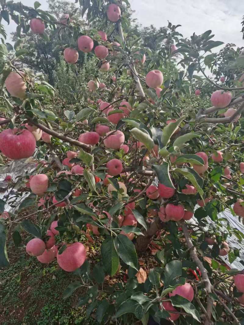 寒富苹果\辽宁葫芦岛寒富苹果大量供货\对接全国采购商